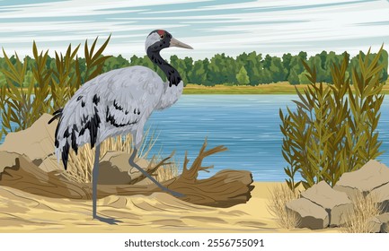The gray crane walks along the sandy river bank. Realistic Vector Landscape