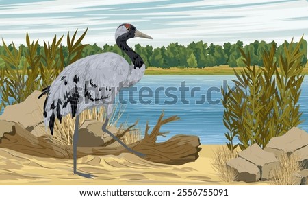 The gray crane walks along the sandy river bank. Realistic Vector Landscape