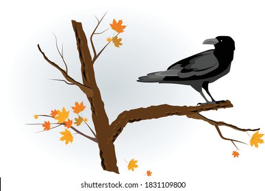 Gray crow sits on a maple branch with yellowed autumn leaves. Vector illustration for design.