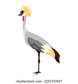 Gray crowned crane vector illustration. Isolated. 3D Illustration