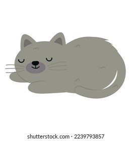 gato gris lindo con fondo blanco