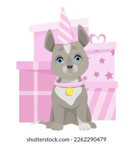 A gray cute dog sits in a birthday cap and pink gift boxes in the back