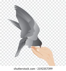 Eine graue, dunkle Taube mit ausgebreiteten Flügeln frisst aus den Händen einer Frau. Einzige Vektorgrafik auf transparentem Hintergrund