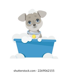 Gray dog sits washes in a bowl with bubbles