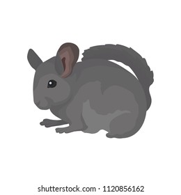 Gray domestic chinchilla. Rodent with soft fur, small ears and long bushy tail. Small mammal animal. Flat vector for poster or banner svg