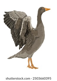 The gray domestic goose stands with its wings spread. Farm Birds, Realistic Vector Animal