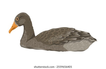 The gray domestic goose is swimming. Farm Birds, Realistic Vector Animal