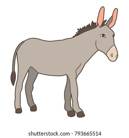 gray donkey standing on white background