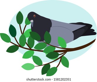 gray dove on a branch