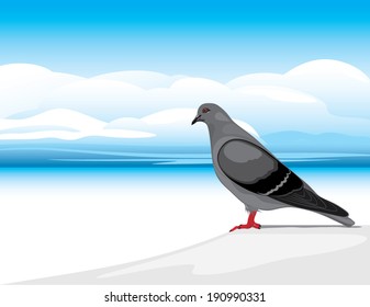 Gray dove on a skyscape background. Vector