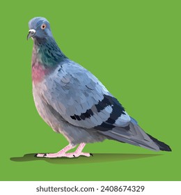 gray dove standing on green background