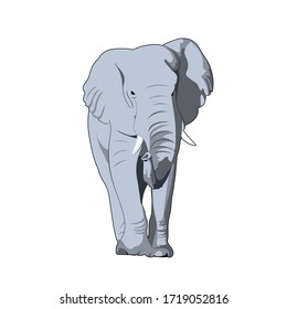 gray elephant. front view. illustration of realistic mammal. simple design element for t-shirt, banner, poster, invitation, flyer, placard. vector animal print