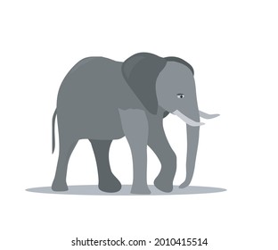 the gray elephant is standing