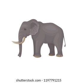 Gray elephant standing isolated on white background. Wild animal with large ears, long trunk, tail and tusks. Flat vector design