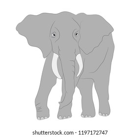 gray elephant walks vector, white background, vector