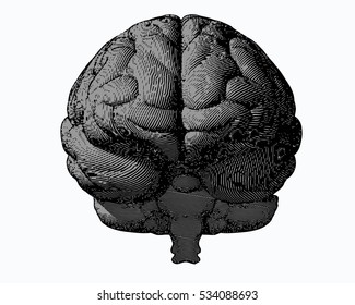 Gray engraving brain illustration in front view on white background