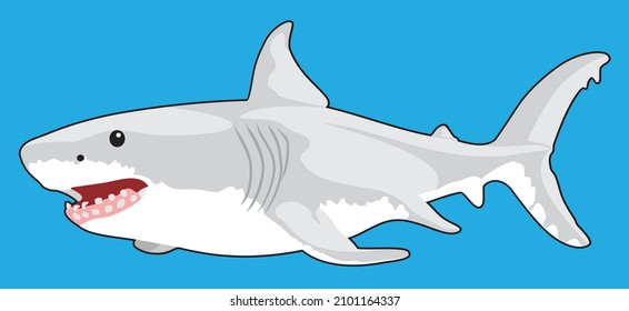 gray fin shark vector illustration