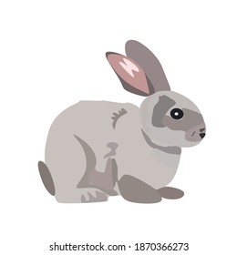 A gray fluffy rabbit looks at the sign. Isolated on a white background. Easter bunny. Vector