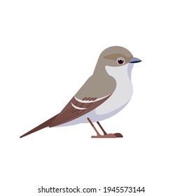 Gray flycatcher is a small, insectivorous passerine in the tyrant flycatcher family. Passerine Bird Cartoon flat style beautiful character of ornithology, vector illustration isolated on white.