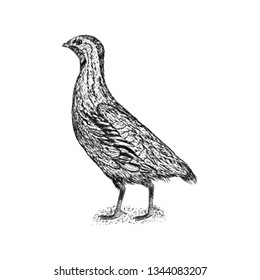 Gray francolin illustration vector in solid design 
