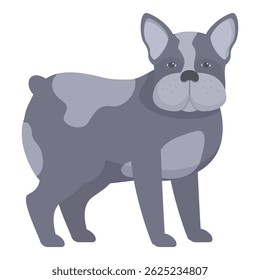 Gray french bulldog with black spots standing on four legs