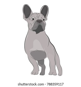 Gray french bulldog standing isolated on white background. Purebred canine hand drawn illustration.