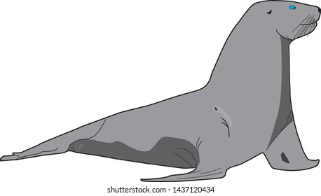 Gray fur seal, vector graphics isolated on white background. Stock vector illustration. There is a place for text. Copy space