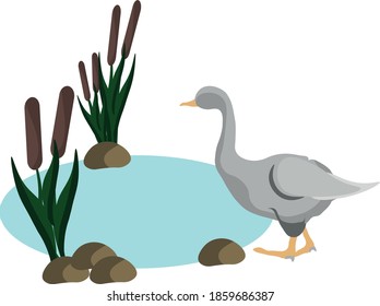 
gray goose goes to swim 