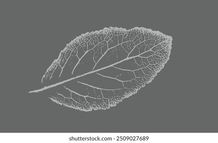 Gray or grayscale leaf print stamp of botanical illustration. Plain leaf sketched art on plain background.