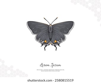 Gray Hairstreak Butterfly wings vector art for wall decoration. realistic animal images. Hand drawn wild animal isolated. for room decoration, events, etc