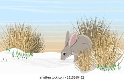 Gray hare on the snow near the dry grass and snowdrops. Spring in Europe and America. Wild animals. Realistic Vector Landscape