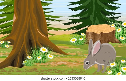 Gray hare in spring forest. Stump, coniferous trees and large white daisies. Realistic vector landscape