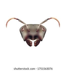 The gray head of an ant on a white background. Formicidae is drawn in the style of realism. Suitable for the logo of ant farms.