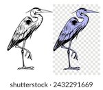 Gray Heron, bird, sketch illustration, hand drawn, black outline, engraving style