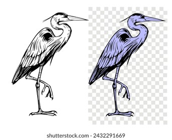 Gray Heron, bird, sketch illustration, hand drawn, black outline, engraving style