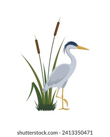  Gray heron and cattail eps 10