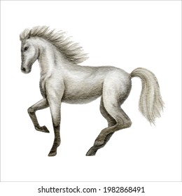 Gray horse watercolor hand drawn painted, isolated on white background.