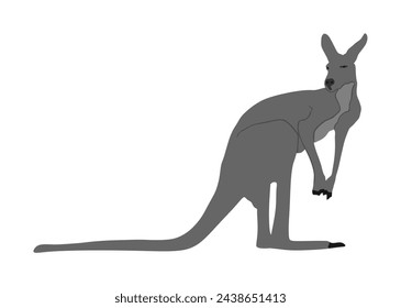 Gray kangaroo vector illustration isolated on white background. Australian animal portrait. Tourist symbol souvenir. Fauna best jumper. Zoo attraction kangaroo shape.