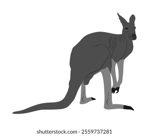 Gray kangaroo vector illustration isolated on white background. Australian animal portrait. Tourist symbol souvenir. Fauna best jumper. Zoo attraction kangaroo shape.