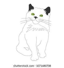 
Gray kitten with green eyes, vector