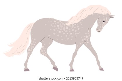 Gray light horse with many small spots.