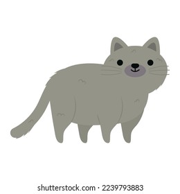 gray little cat on white background