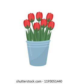 Gray metal bucket with red tulips. Bouquet of beautiful spring flowers. Garden plant. Floral theme. Flat vector design