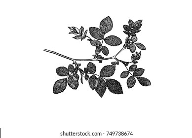 Gray mosaic silhouette of rose twig isolated on white, vector illustration