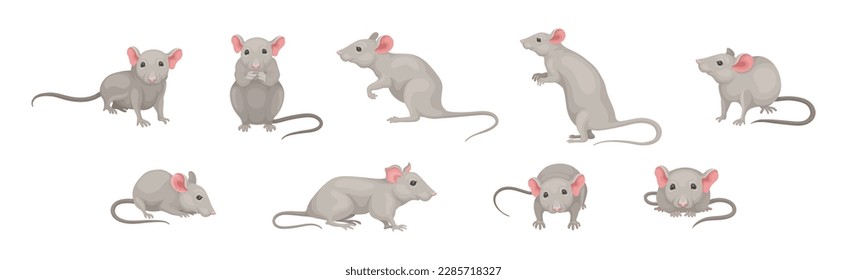 Gray Mouse Small Animal with Rounded Ears in Different Pose Vector Set