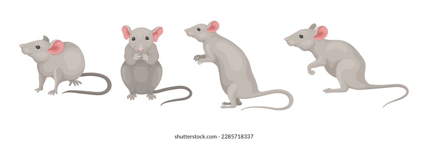 Gray Mouse Small Animal with Rounded Ears in Different Pose Vector Set