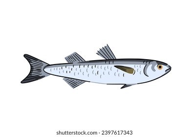 Gray mullet. Commercial seafood fish. Isolated design element. Vector illustration
