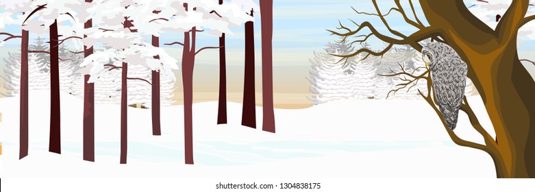 A gray owl sits on a tree in a winter pine forest. Owl. Wild animals and birds of Eurasia and Scandinavia. Strix aluco. Realistic Vector Landscape