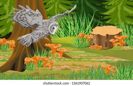 Gray owl tawny in the autumn forest. Trunks of mist and trees, forest mushrooms chanterelles, stones. Wild birds of the forest. Realistic Vector Landscape