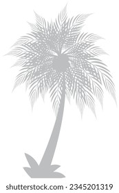 Gray palm tree or coconut tree on white background. Graphic pattern, background, nature, tropical plants.